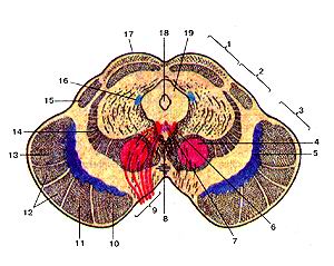  
  Рис. 349. Средний MO3r(mesencephalon). Поперечный разрез. 1-крыша среднего мозга; 
  2-покрышка среднего мозга; 3-основа-ние ножки мозга; 4-красное ядро; 5-черное 
  вещество; 6-ядро глазодвигательного нерва; 7-добавочное ядро глазодвигательного 
  нерва; 8-иерекрест покрышки; 9-глазодвигательный нерв; [0-Лобно-МОСТОВОи путь; 
  11-корково-ядерный путь; 12-корково-спишюмо зговой пугь; 13-затылочно-височно-теменно-мосто-вой 
  путь; 14-медиальная петля; 15-ручка нижнего холмика; 16-ядро спинномозгового 
  пути тройничного нерва; 17-верхний холмик; 18-водопровод среднего мозга; 19-центральное 
  серое вещество.
  Fig. 349. Средний моя Поперечный рячреч 1-tectum mesencephalicum; 2-tegmenlum 
  mesencephalicum; 3-basis pedunculi celebri; 4-nucleus ruber; 5-subslanlia nigra; 
  6-nucleus nervi oculornotprii; 7-nucleus oculomotorium accessorius; 8-decussaliones 
  tegmenti; 9-nervus oculomolorius; 10-traclus fronlopontinus; 11-trac-tuscorticonuclearis; 
  12-lracluscorticospinalis(pyramidalis); 13lraclus occipilolemporoparietoponlinus; 
  14-lemniscus medialis; 15-brachium colliculi inferioris; 16-nucleus Iractus 
  mesencephalici nervi trigemi-nalis; 17-colliculus cranialis (superior); 18-aqueductus 
  mesencephali (celebri); 19-subslanlia grisea ceniralis.
  Fig. 349. Midbrain. Transversal section.
  1-lectal pluie; 2-tegmenlum ofbrain; 3-base of peduncle (of brain); 4-red nucleus; 
  5-substantia nigra; 6-oculomotor nucleus; 7-accessory oculomotor; 8-decussation 
  tegmenlalis; 9-oculomolor nerve; 10-fron-topontine tract; 11-corticonuclear 
  tract; 12-conicospinal tract; 13-occipilotemporoparietal tract; 14-medial lemniscus; 
  15-brachium of interior colliculus; 16-spinal nucleus of trigeminal nerve; 17-superior 
  colliculus; 18-aqueduct ofbrain (midbrain); 19-substanlia grisea (cen-Iral graysubslancc).